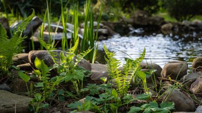 Prevent Leaks and Minimize Maintenance with a Pond Liner!